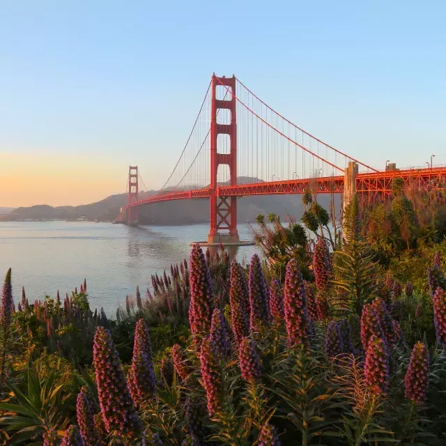 Die Golden Gate Bridge ist mit großen Blumen im Vordergrund abgebildet.